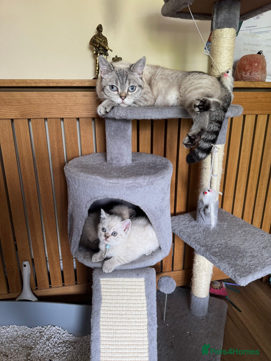 British Shorthair cats for sale:  British shorthair colourpoint pedigree kittens  - Image 16
