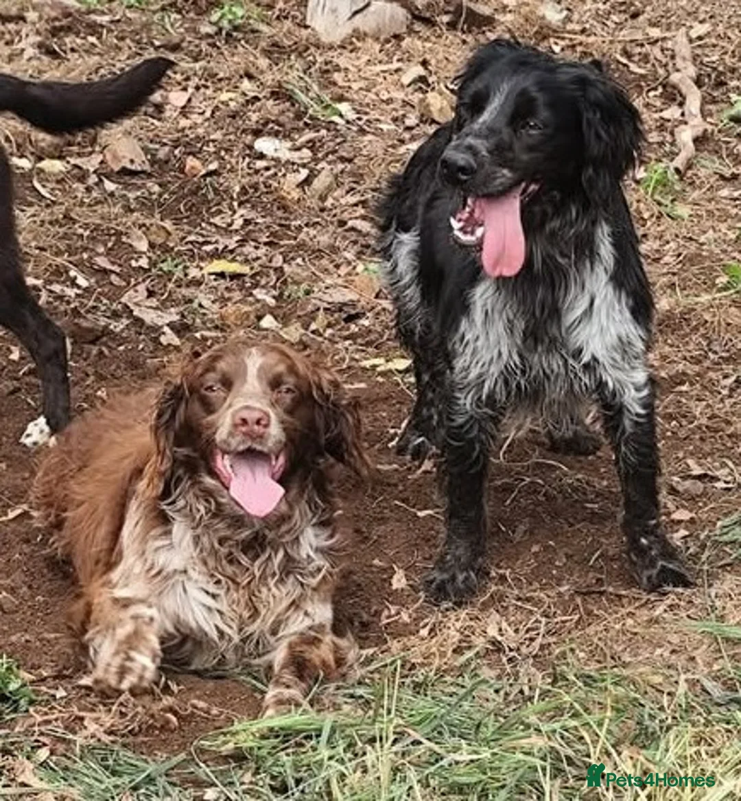 Brittany Spaniel dogs for adoption: Gorgeous, loving Remy in West Sussex in Horsham - Advert 4