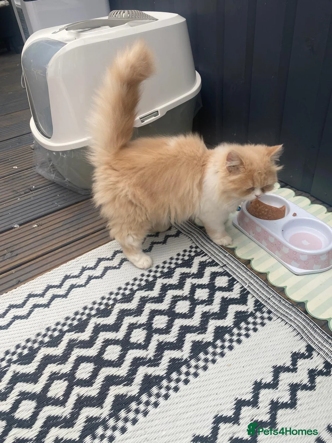 Persian cats for sale: Cute Persian looking for new home  in Dunstable - Advert 3