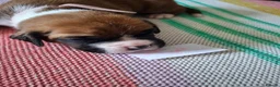 Boxer dogs for sale: Stunning Boxer Puppies in Cannock - Advert 5