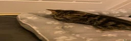 Mixed Breed cats for sale: Two beautiful kittens - Advert 11