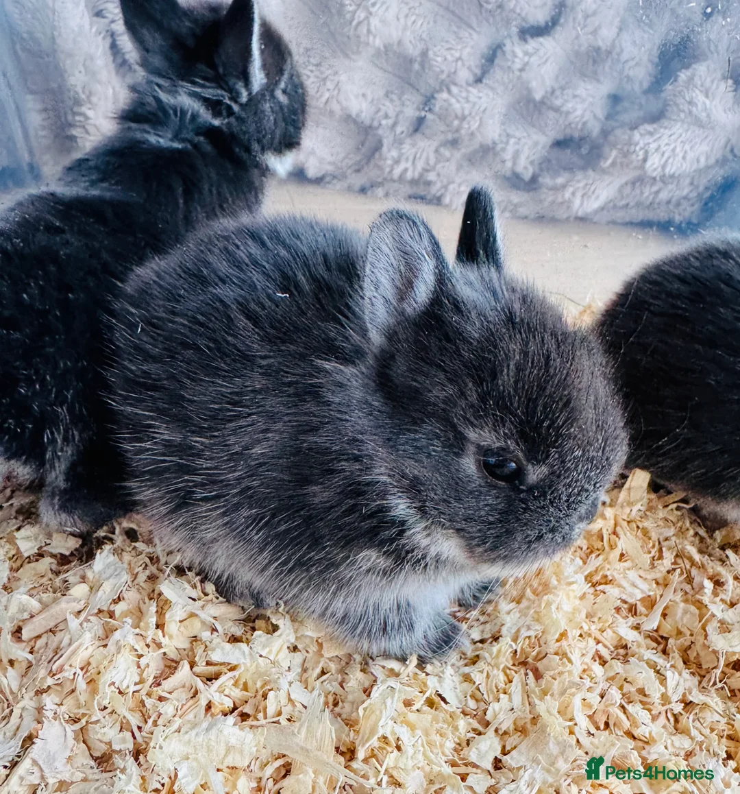 Netherland Dwarf rabbits for sale: **Stunning** Blue-Otter Netherland Dwarf Bunnies  - Advert 7