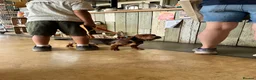 Dachshund dogs for sale: Dachshund  - Advert 7