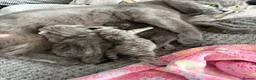 British Shorthair cats for sale: British shorthair /russian blue kittens  - Advert 4