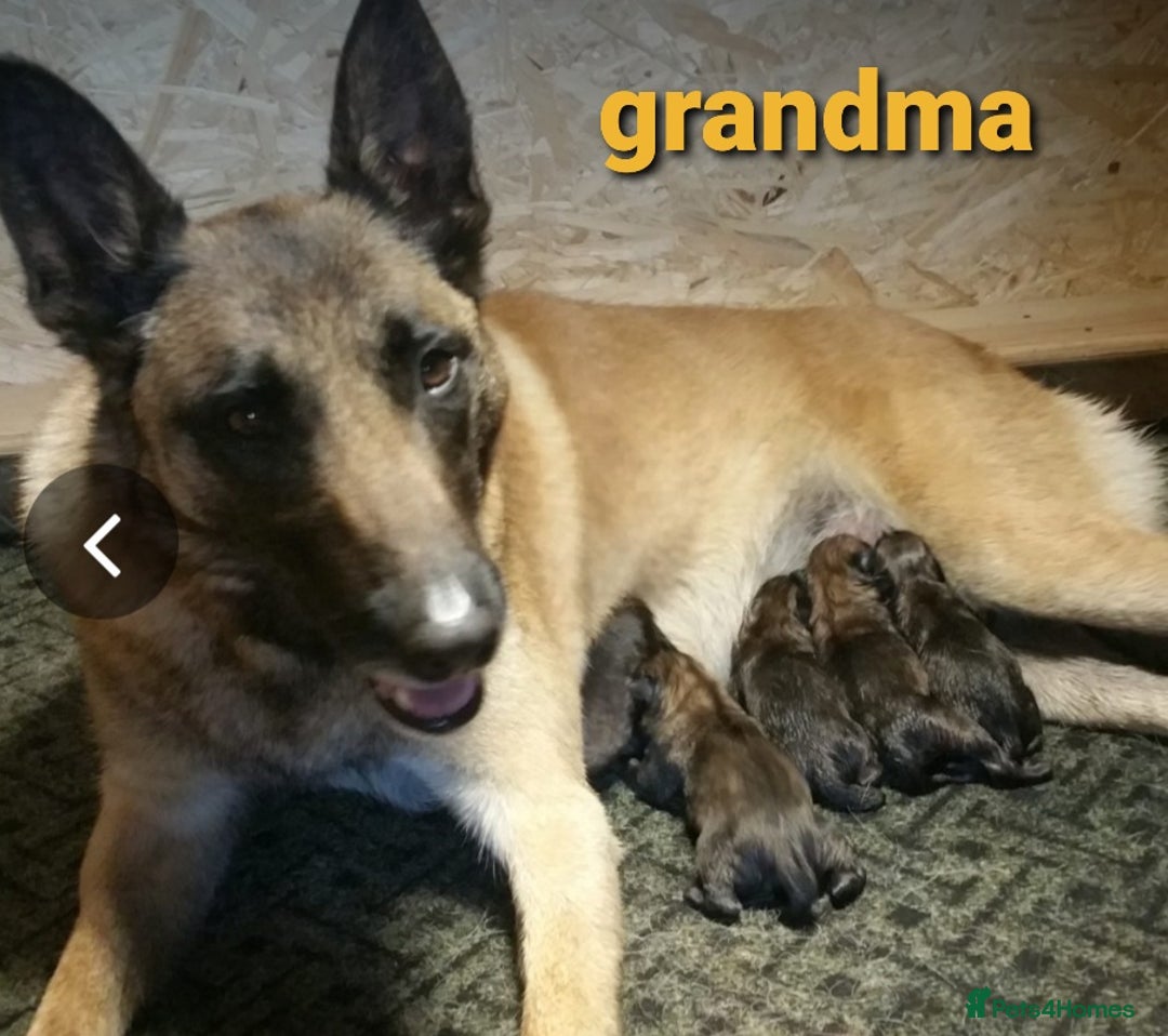 Belgian Shepherd Dog dogs for stud: Big Boy Belgian Shepherd Dog For Stud in Cheltenham - Image 5