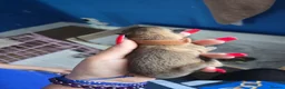 Pomeranian dogs for sale: Pomeranian puppies  - Advert 4