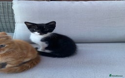 Domestic Shorthair cats for sale: 2 kittens for sale - Image 5