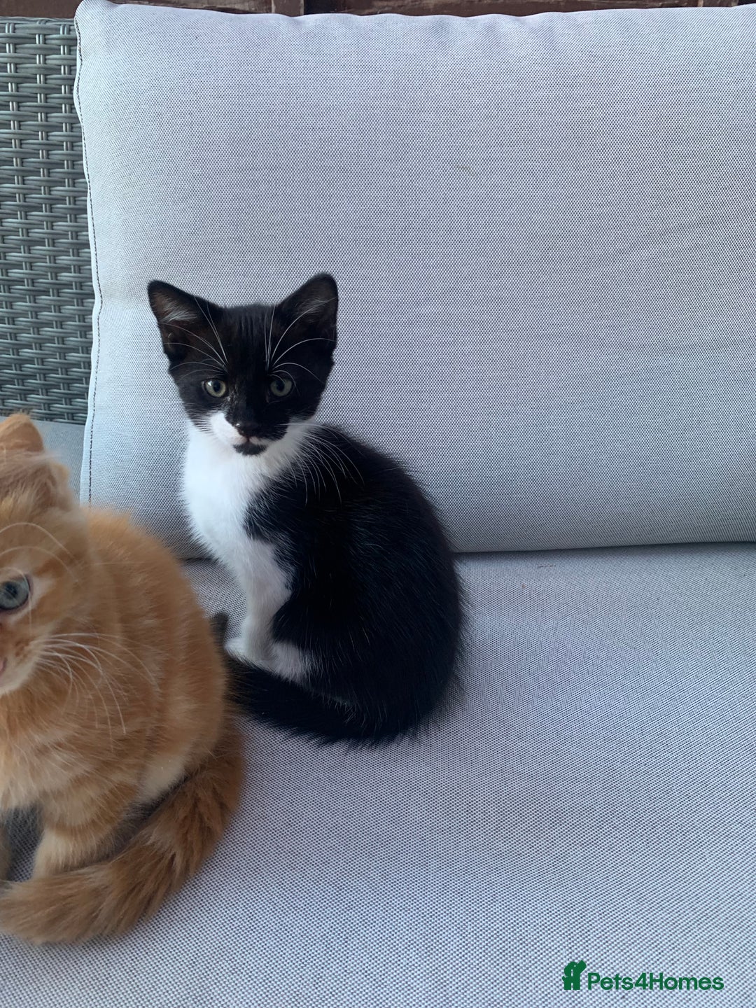 Domestic Shorthair cats for sale: 2 kittens for sale - Image 5