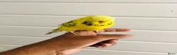 Budgerigars birds for sale: Beautiful semi hand tame exhibition budgies. - Advert 3