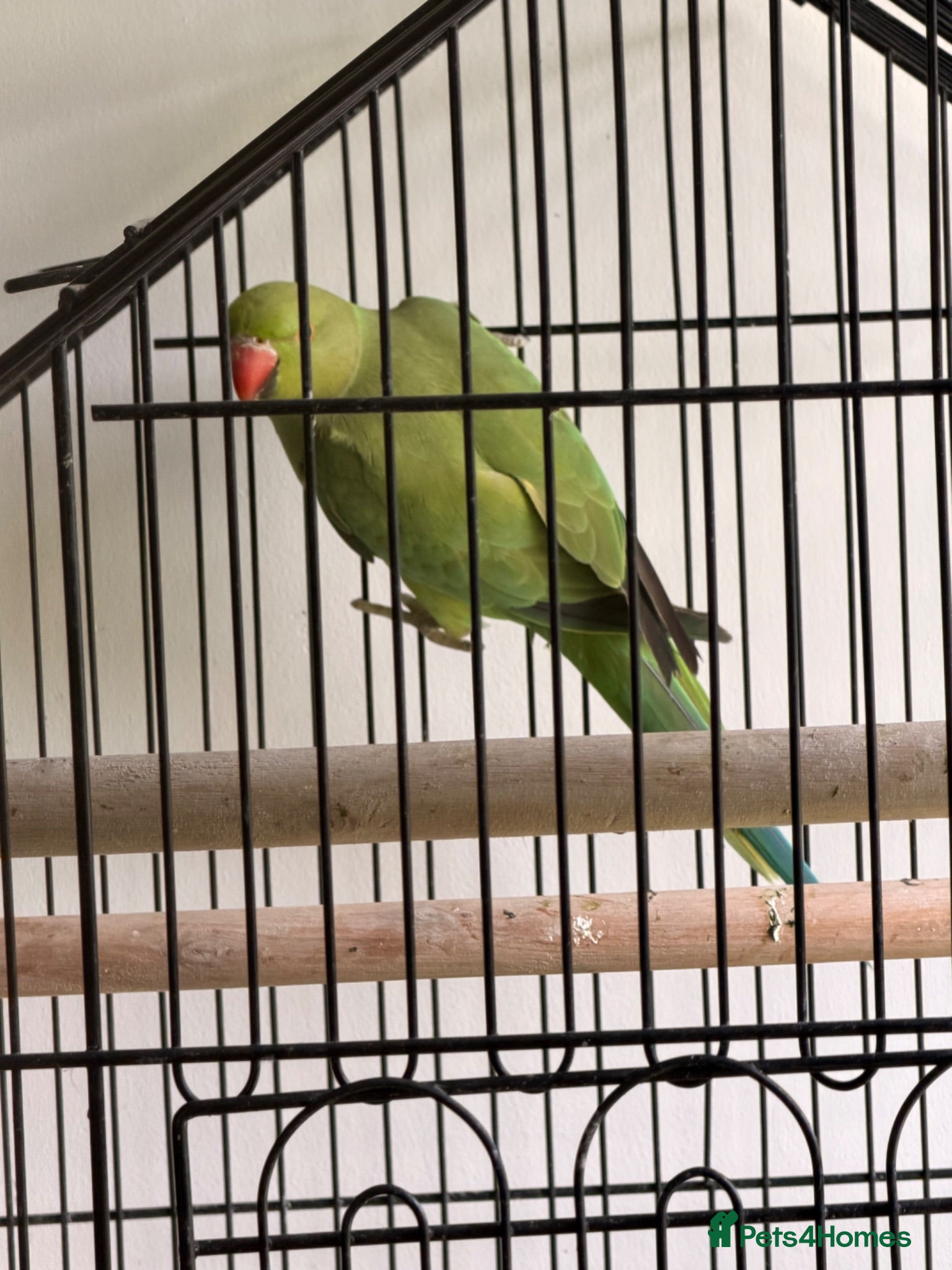 Ringnecks birds Male green ringneck - Advert 4