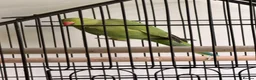 Ringnecks birds for sale: Male green ringneck in Cowdenbeath - Advert 1