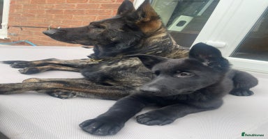 German Shepherd dogs - Advert 8