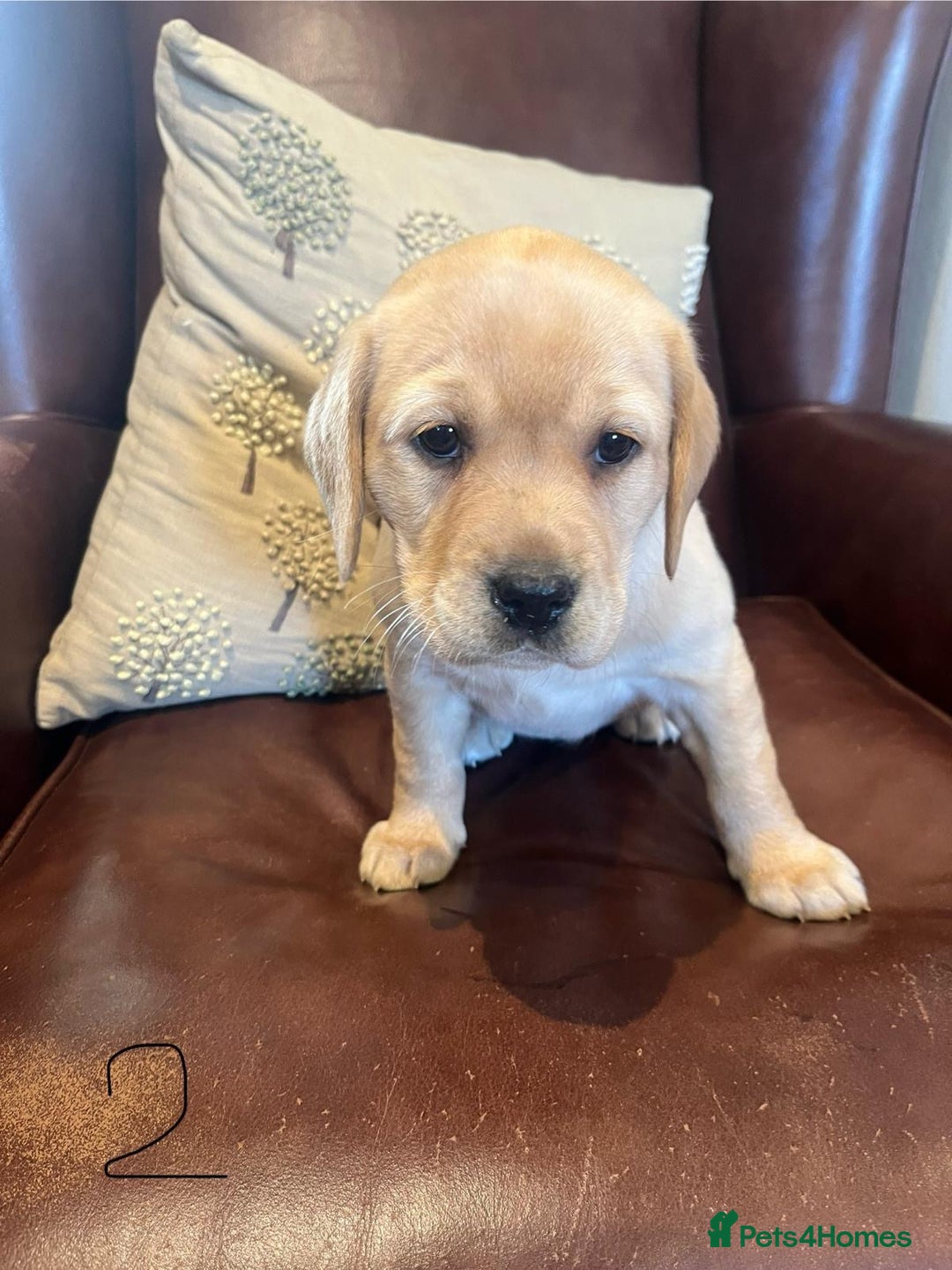 Labrador Retriever dogs for sale: Fox Red/Golden Labrador Puppies  - Image 8