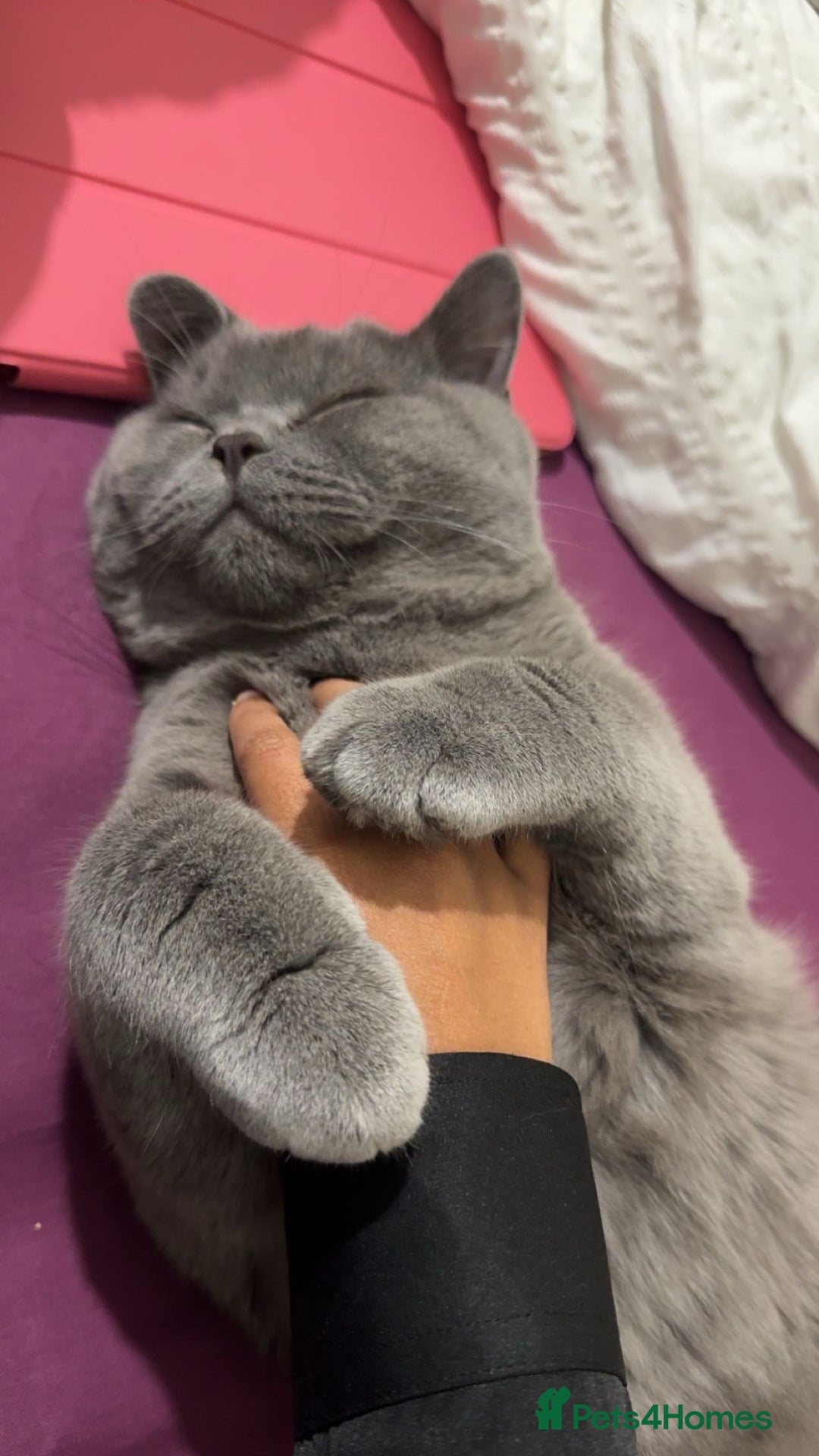 British Shorthair cats for sale: Fluffy British shorthair-perfect family companion  - Advert 5