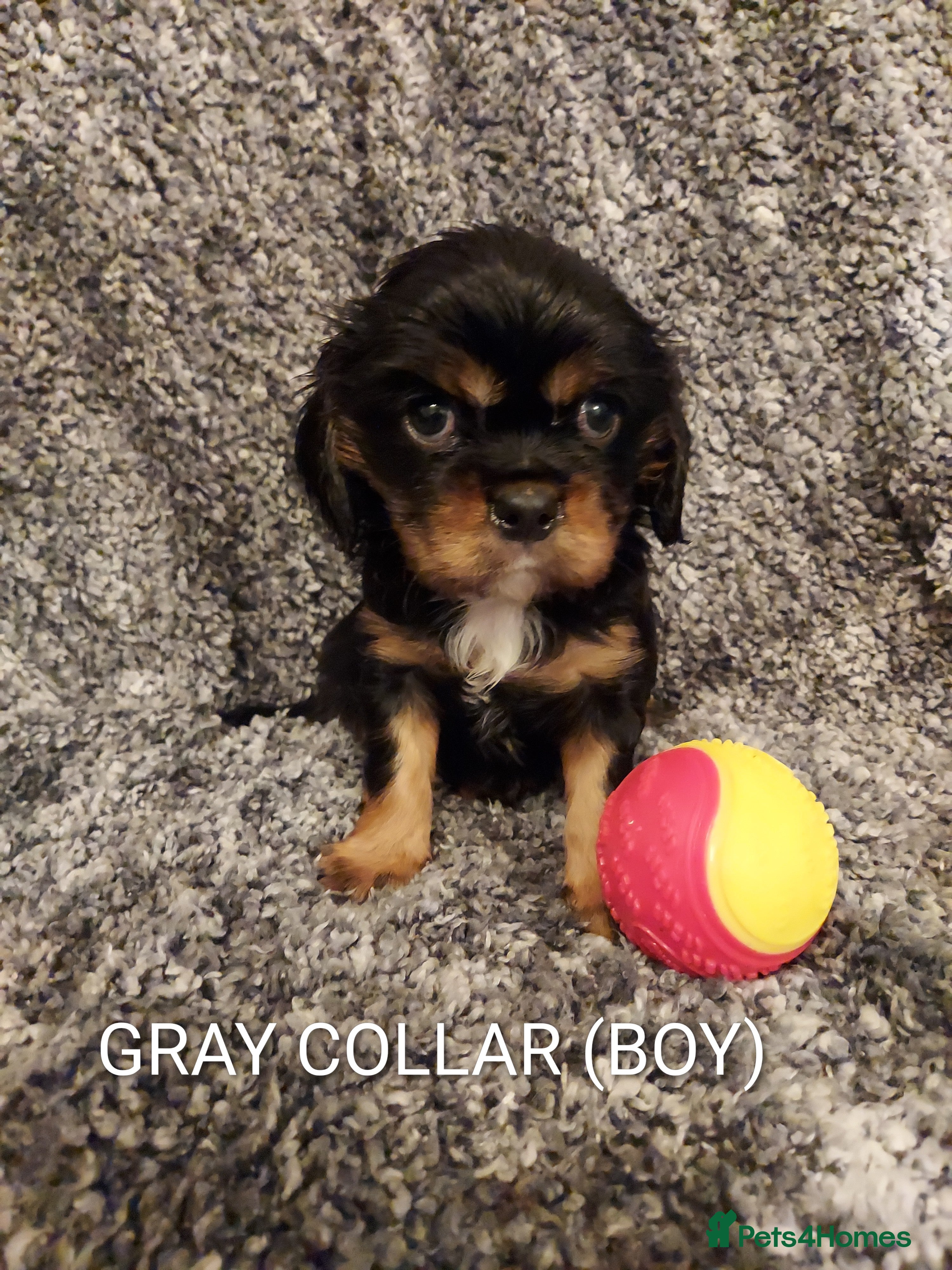 Cavalier King Charles Spaniel dogs GREAT QUALITY CKCS PUPPIES ( DWKC REGISTERED)/DNA - Advert 2