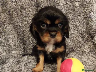 Cavalier King Charles Spaniel dogs GREAT QUALITY CKCS PUPPIES ( DWKC REGISTERED)/DNA - Advert 1