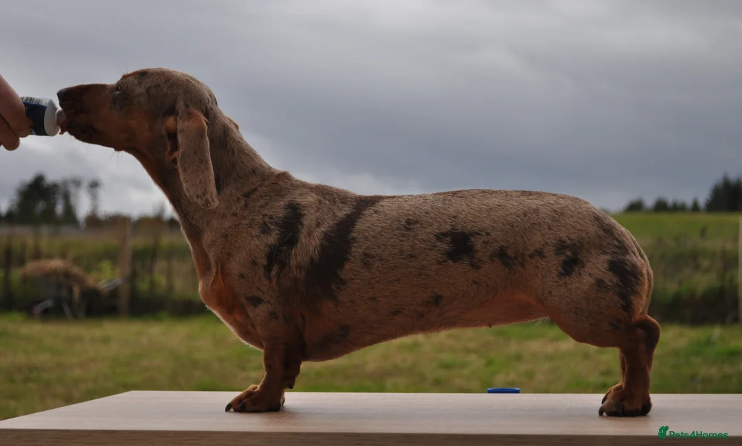 Miniature Dachshund dogs for sale: KC Registered Mini Dachshund Puppies. Rare colors - Advert 2