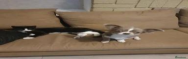 Chihuahua 1