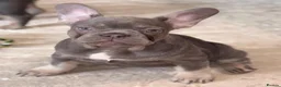 French Bulldog dogs for sale: Beautiful littler of KC French Bulldog Puppies. - Advert 10