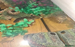 Axolotl reptiles for sale: 2 x axoltl + tank and food - Advert 3