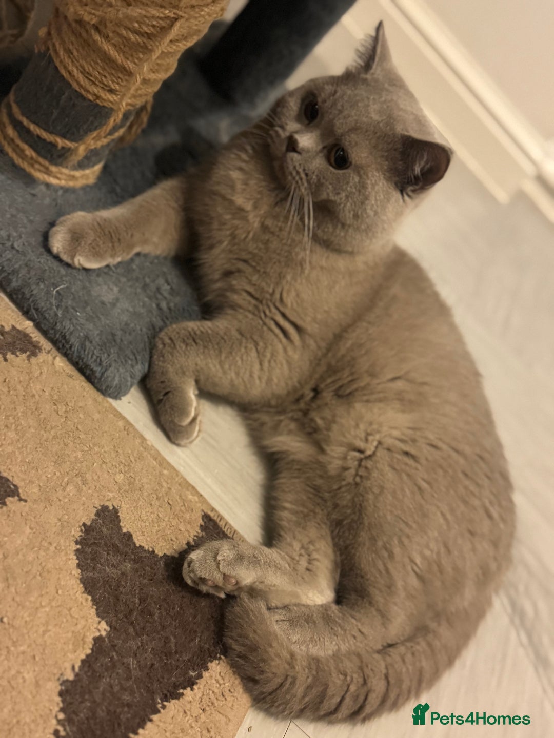 British Shorthair cats for sale: British shorthair Cats  - Advert 5