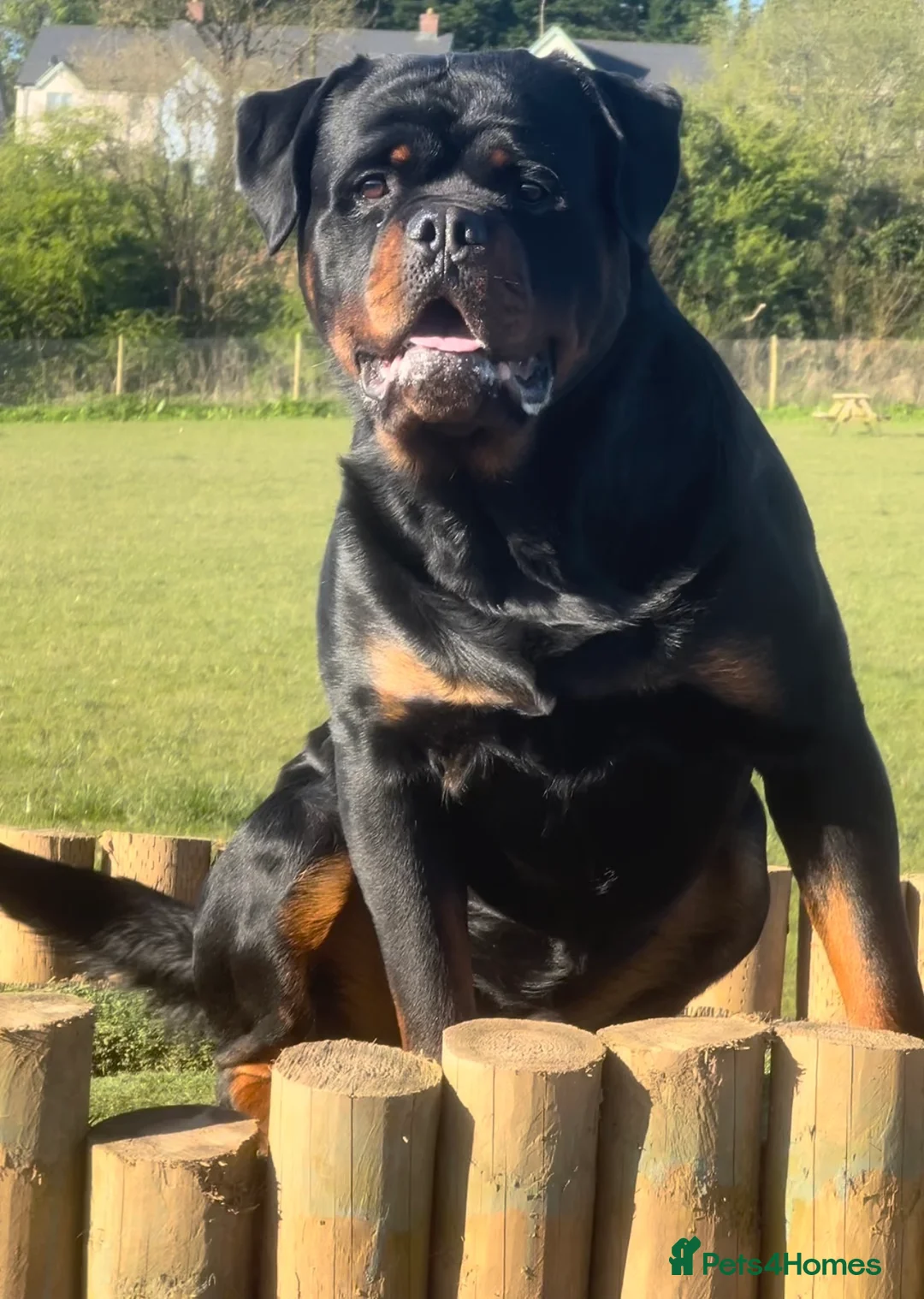 Rottweiler dogs for stud: STUNNING HEALTH TESTED KC STUD in Cardiff - Advert 5