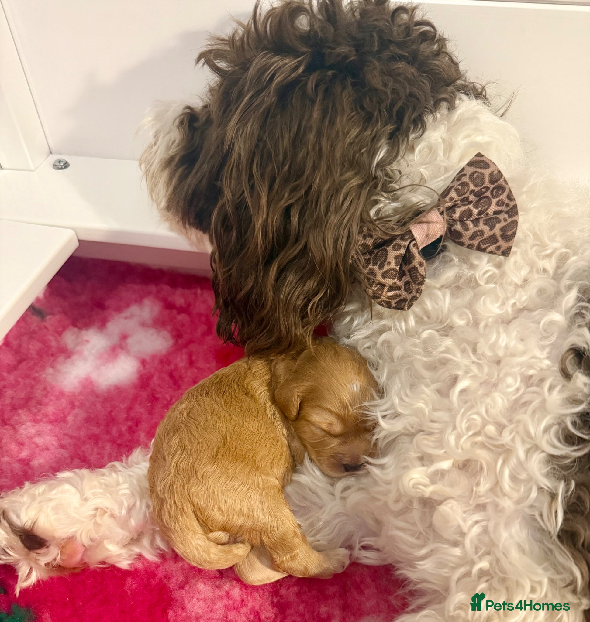 Labradoodle dogs 🐾 Beautiful F1B Miniature Labradoodle Puppies 🐾 - Advert 2