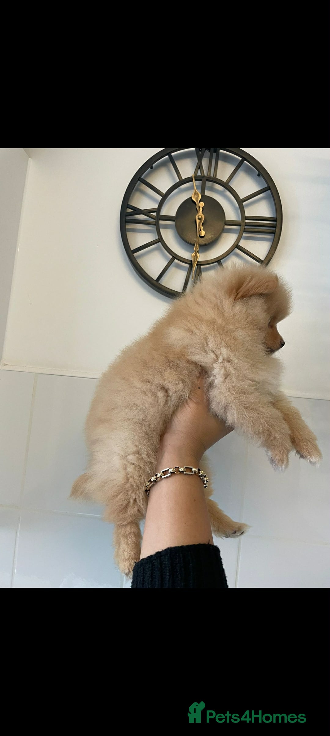 Pomeranian dogs for sale: Last female Pomeranian puppy - Image 3