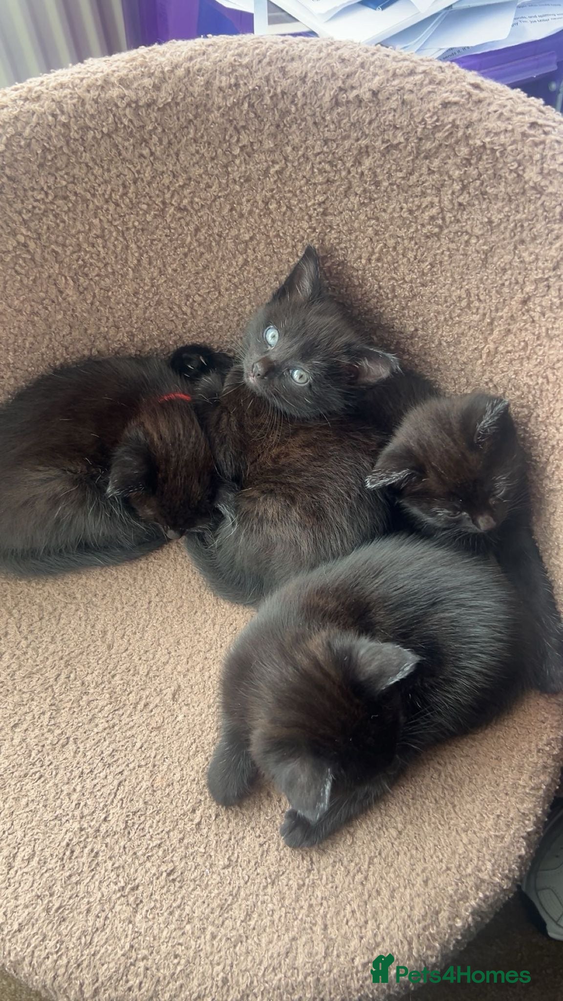 British Shorthair cats 3 Beautiful Black Female Kittens- Ready in 2 weeks - Advert 2