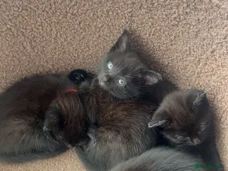 British Shorthair cats 3 Beautiful Black Female Kittens- Ready in 2 weeks - Advert 2