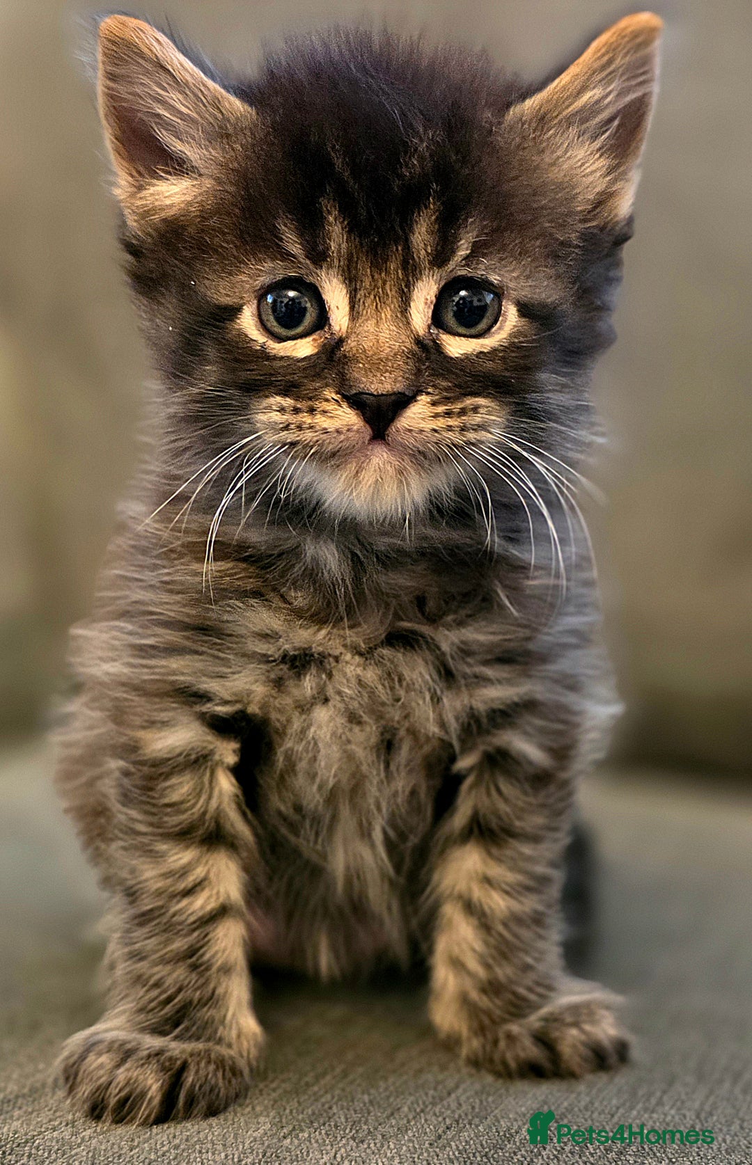 Maine Coon cats for sale: Five stunning maine coon kittens - Advert 2
