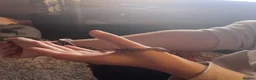 Corn Snake reptiles for sale: Corn snake with vivarium - Advert 14