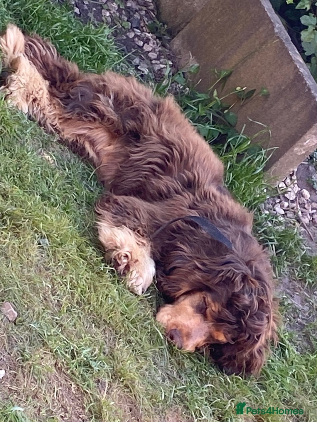 Cocker Spaniel dogs for sale: 🐾[Simbawood Lines]KC Show Cocker Spaniels🐾 - Advert 19