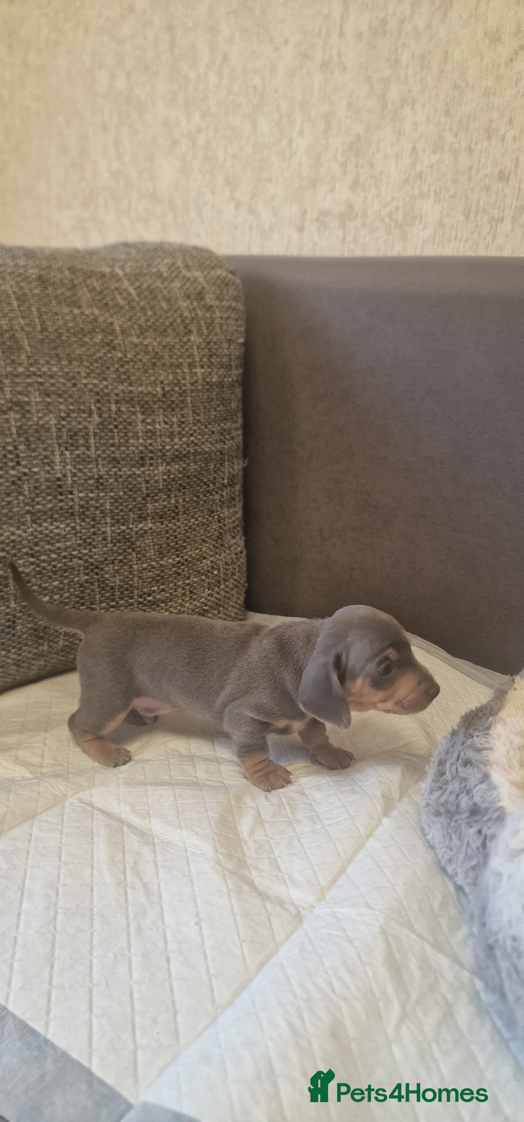 Dachshund dogs for sale: 2 girls and 1 boy miniature dachshund puppies  - Image 18