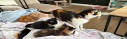 Mixed Breed cats for sale: Kittens looking for homes 🐱 - Advert 30