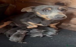 Jack Russell dogs for sale: Jack Russell miniature  - Image 6