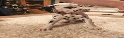 Dalmatian dogs for sale: Ready now - Champion Boys in the making!! - Advert 31