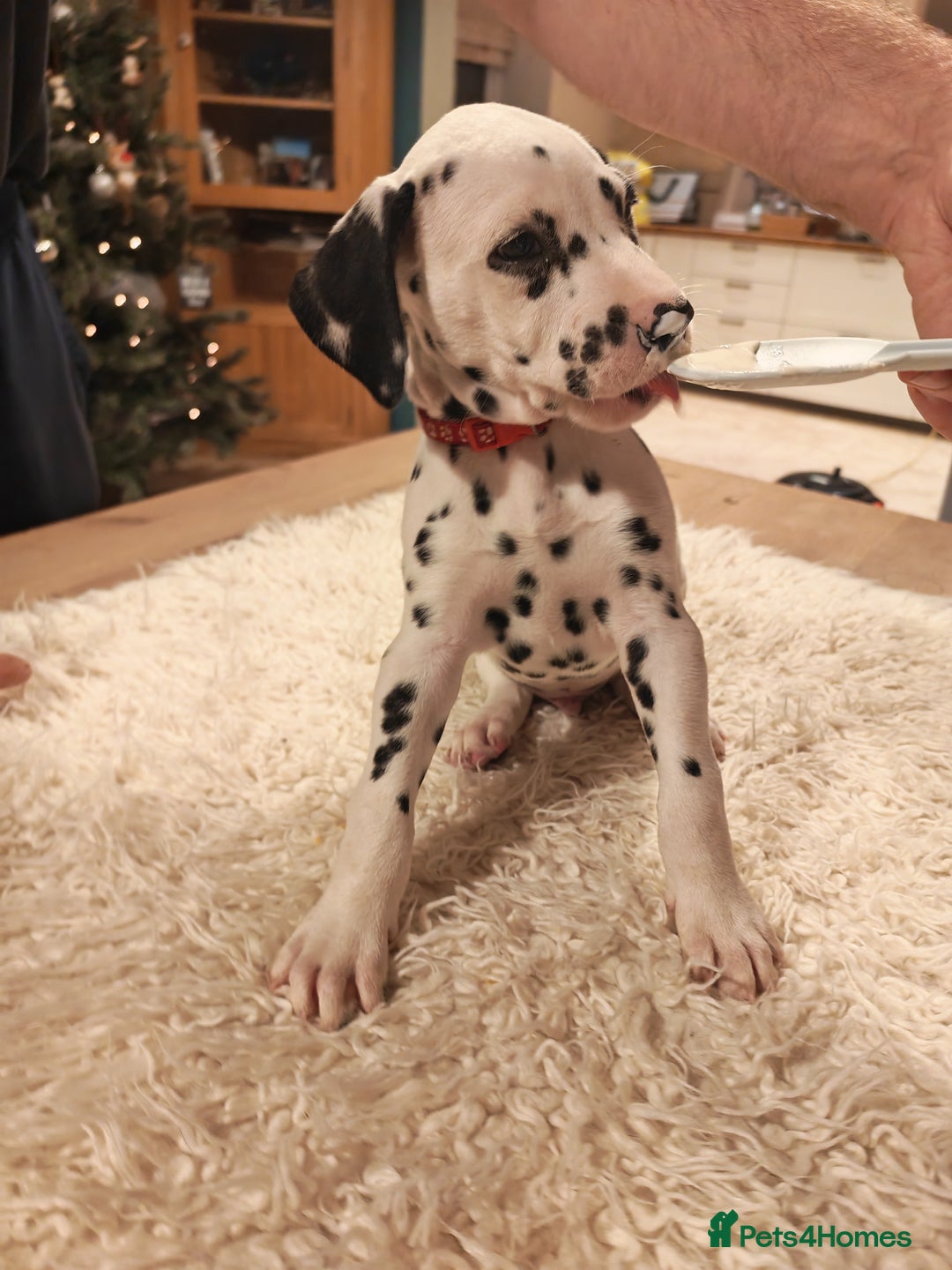 Dalmatian dogs for sale: Ready now - Champion Boys in the making!! - Advert 31