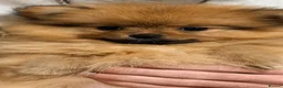 Pomeranian dogs for sale: Amazing Pomeranian puppies - Advert 2