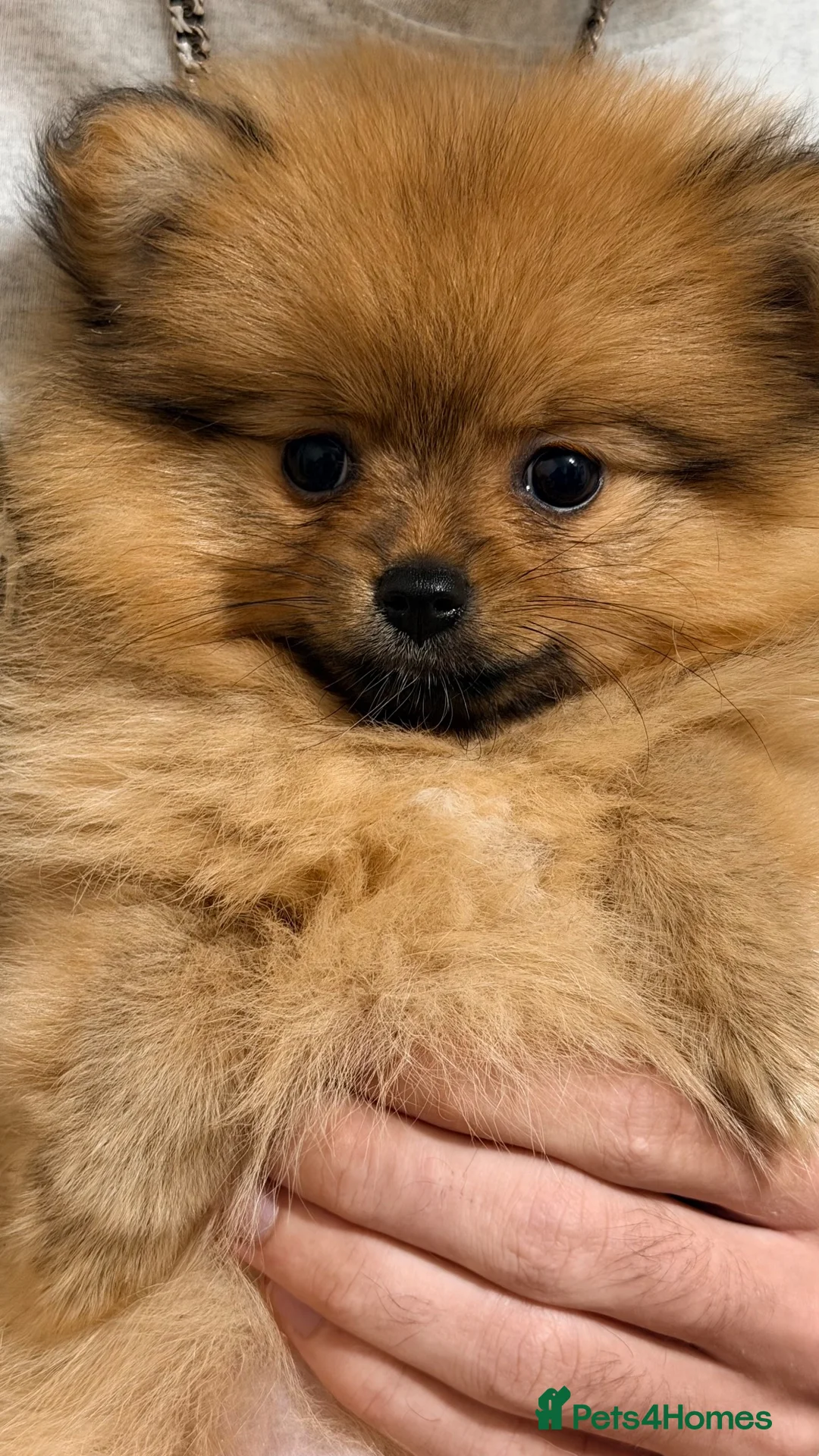 Pomeranian dogs for sale: Amazing Pomeranian puppies - Advert 2