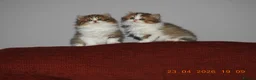 Mixed Breed cats for sale: Persian and British longhair  - Advert 9