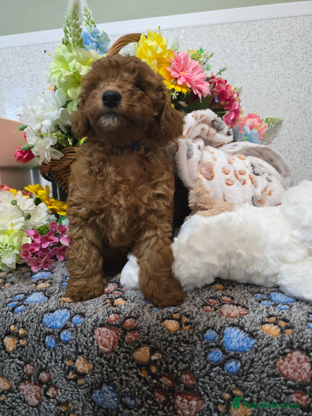 Toy Poodle dogs for sale: Kc reg deep red toy poodle council licensed  - Image 23