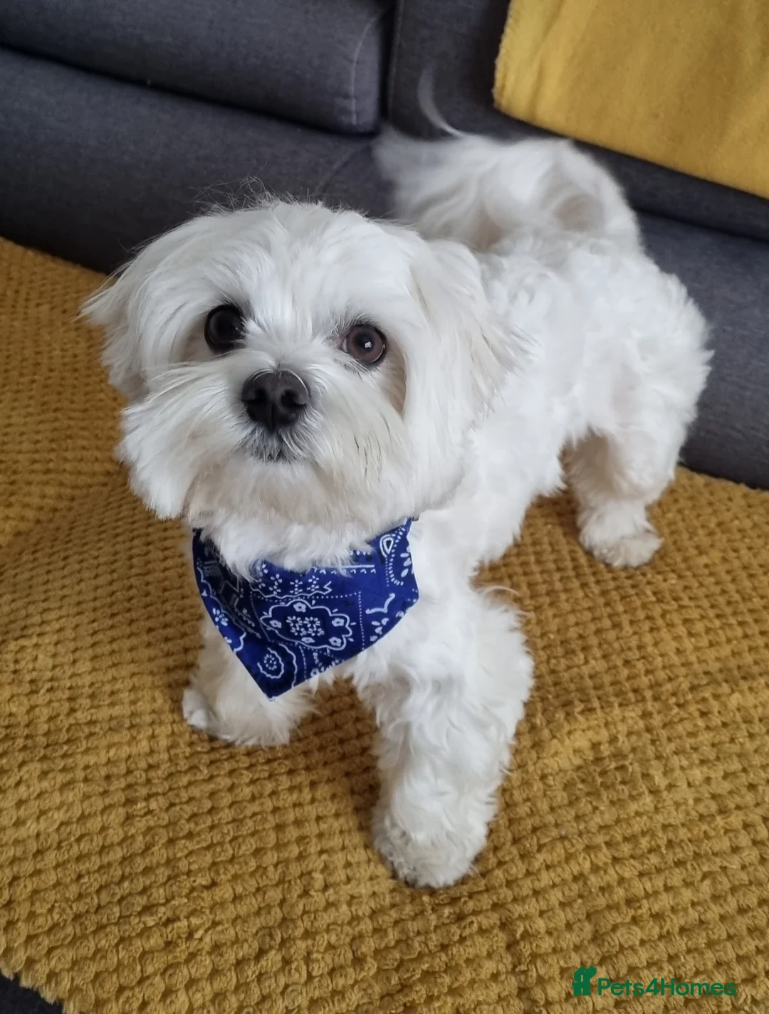 Maltese dogs for stud: KC Maltese proven for STUD £200 - Advert 2