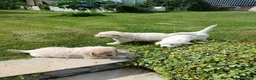 Golden Retriever dogs for sale: Beautiful litter of golden retriever  - Advert 4