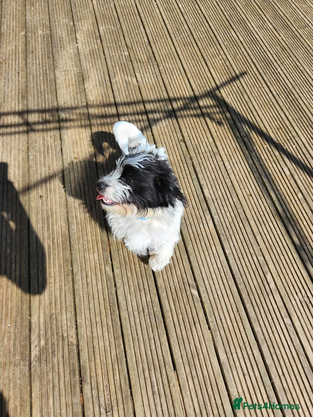 Mixed Breed dogs for sale: Beautiful max looking for a forever home - Advert 2