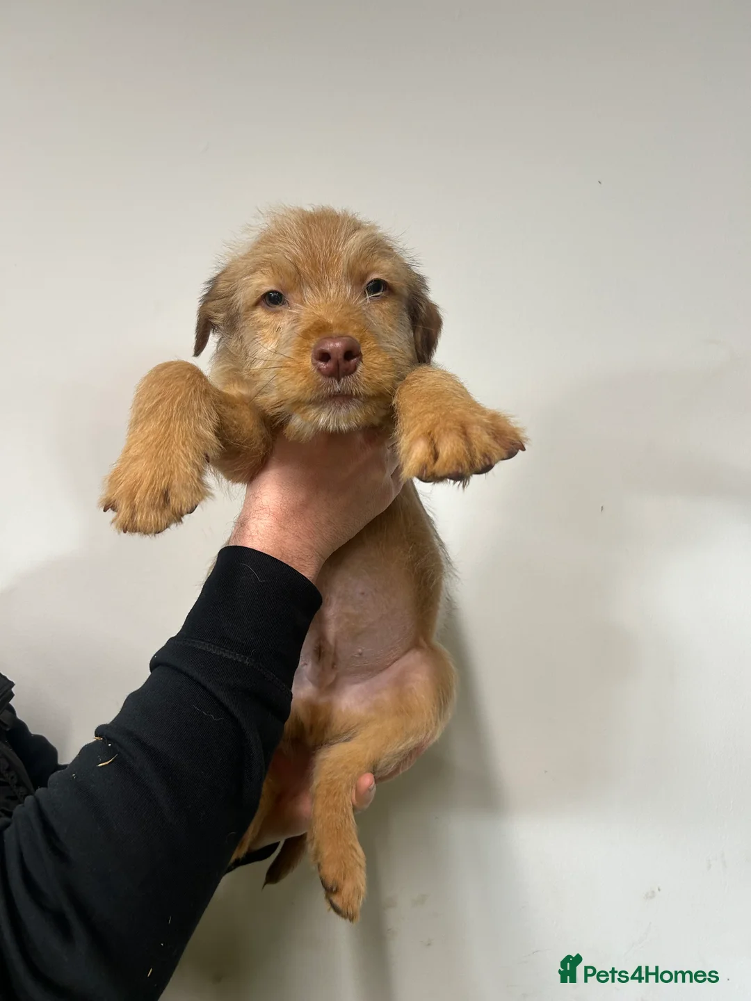 Soft Coated Wheaten Terrier dogs for sale: Traditional Irish Wheaten Terriers  - Advert 22