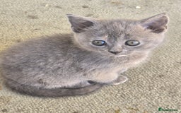 British Shorthair cats for sale: British shorthair kittens available 5 girls left  - Image 10