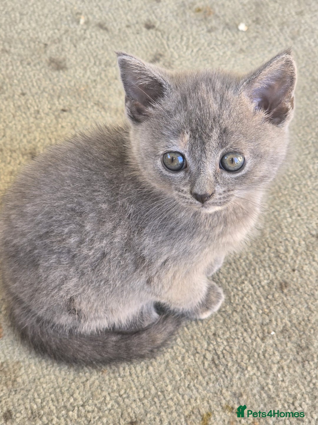 British Shorthair cats for sale: British shorthair kittens available 5 girls left  - Image 10