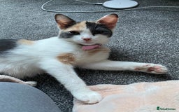 Domestic Shorthair cats for sale: Bisk , Cali & Scottie  - Image 9