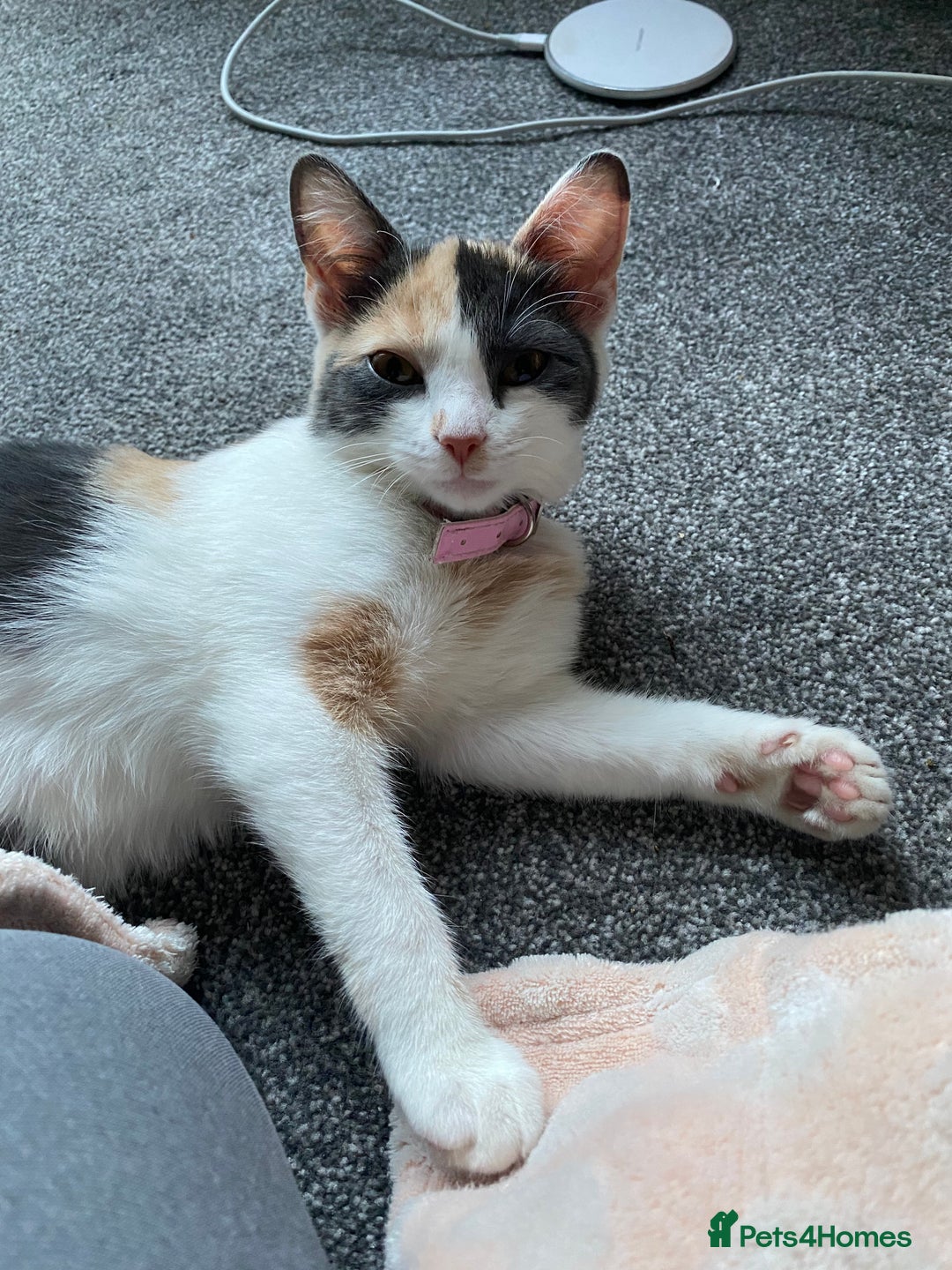 Domestic Shorthair cats for sale: Bisk , Cali & Scottie  - Image 9